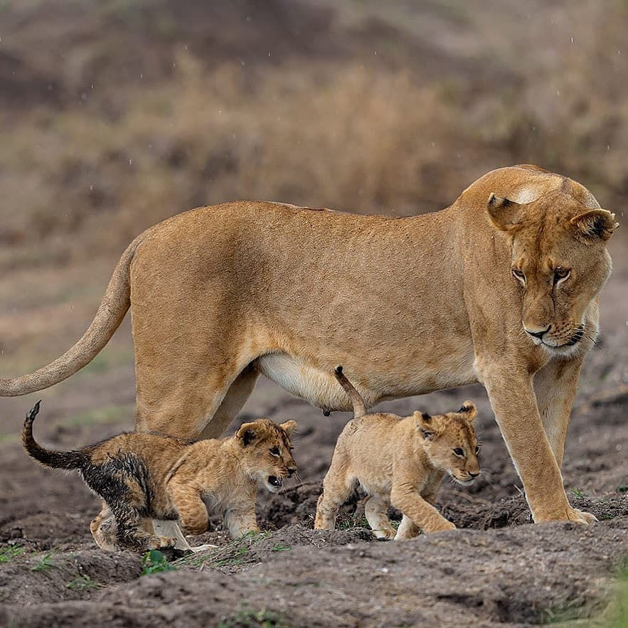 Eye-level view of a lion resting on the savannah grass