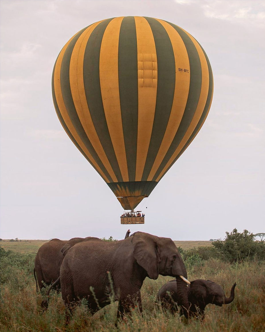 Wide angle view of elephants drinking at a waterhole during sunset