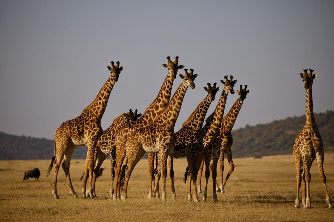 Close-up view of a giraffe eating leaves from a tree in a Kenyan national park