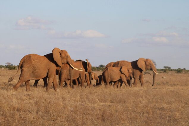 7 Days Samburu and Tsavo Safari Holiday