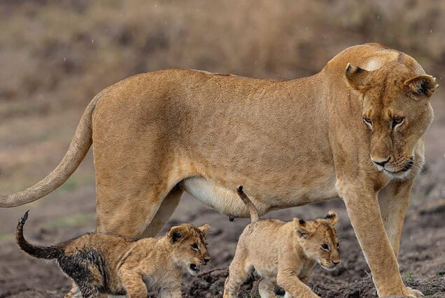 Experience the Best of Kenya Wild and Beaches 2026