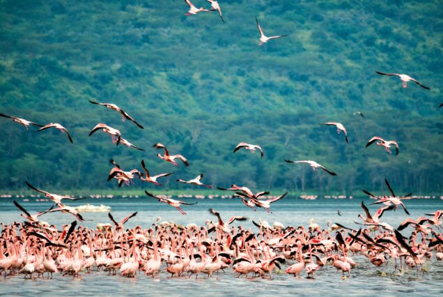 2 Days Lake Nakuru
