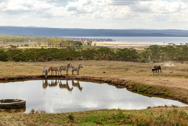 11 Days Kenya and Tanzania Premier Parks Safari