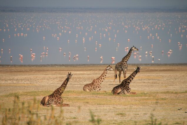 7 Days Amboseli, Lake Manyara and Serengeti