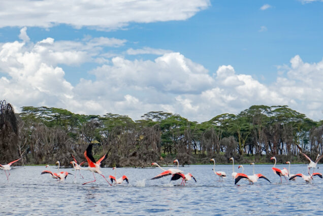 8 Days Maasai Mara Naivasha and Amboseli