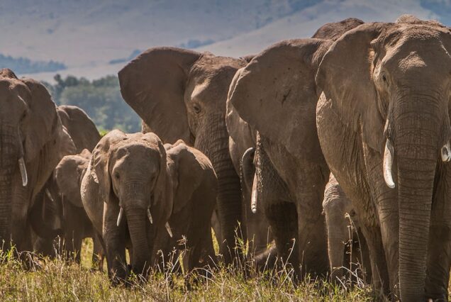 3 Days Amboseli National Park