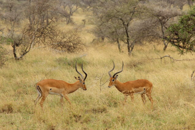 10 Days Amboseli Manyara Serengeti