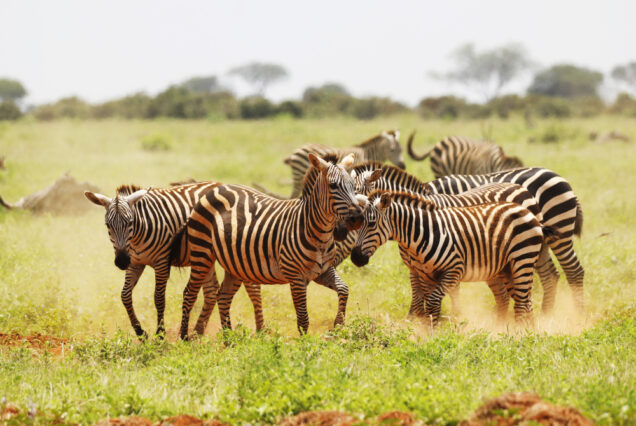 5 Days Nakuru Maasai Mara Safari Tour