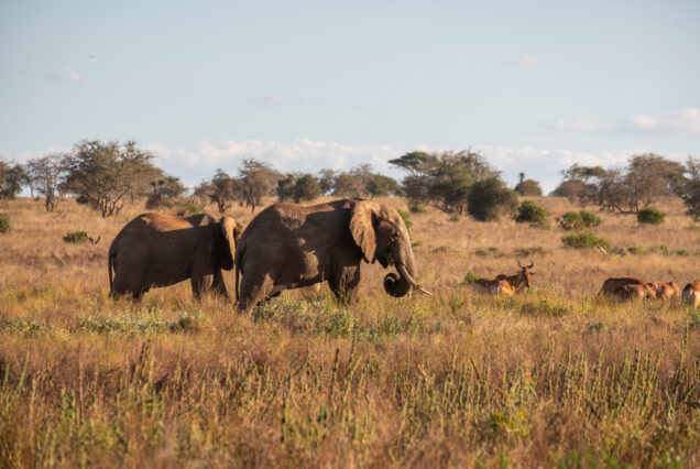 Amboseli National Park