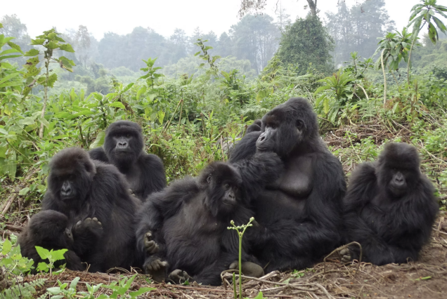 4 Days Mountain Gorilla Safari