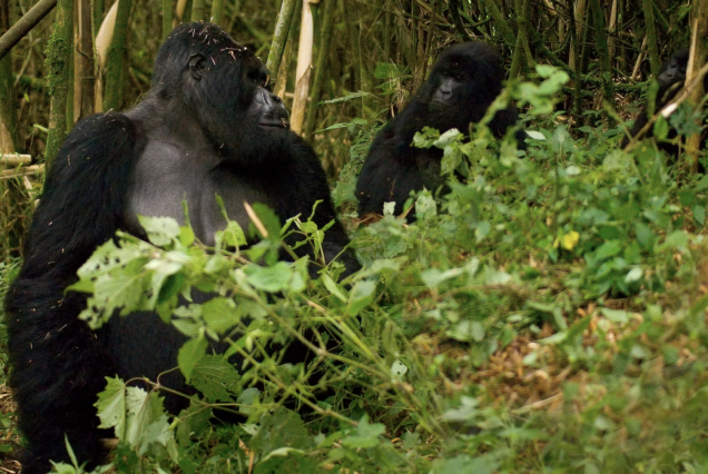 10 Days Gorillas in the Mist