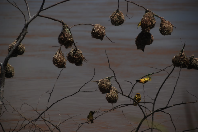 3 Days Burundi Wildlife