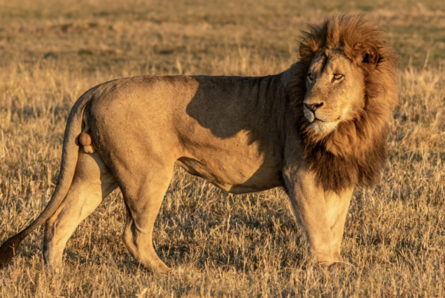 8 Days Best of Botswana Safari