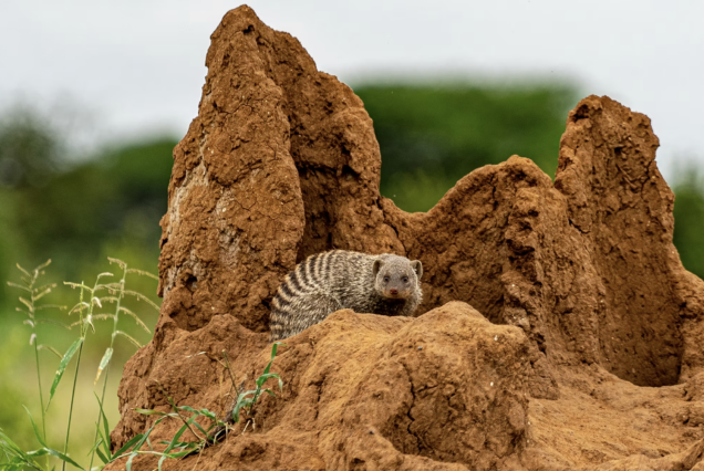 9 Days Tarangire Eyasi Serengeti