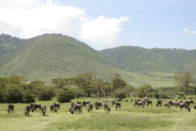 3 Days Ngorongoro Crater Safari