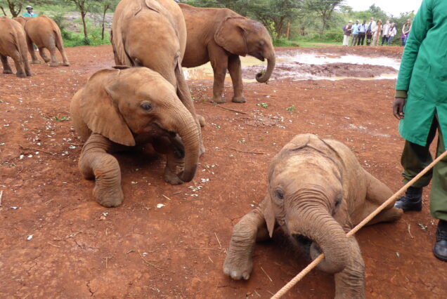 1 Day The David Sheldrick Wildlife Trust Tour