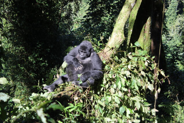 3-Day Uganda Gorilla Trekking Safari – Bwindi & Equator Stop