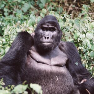 14 Days Kenya – Uganda