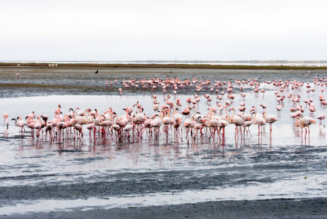 Lake Nakuru National Park